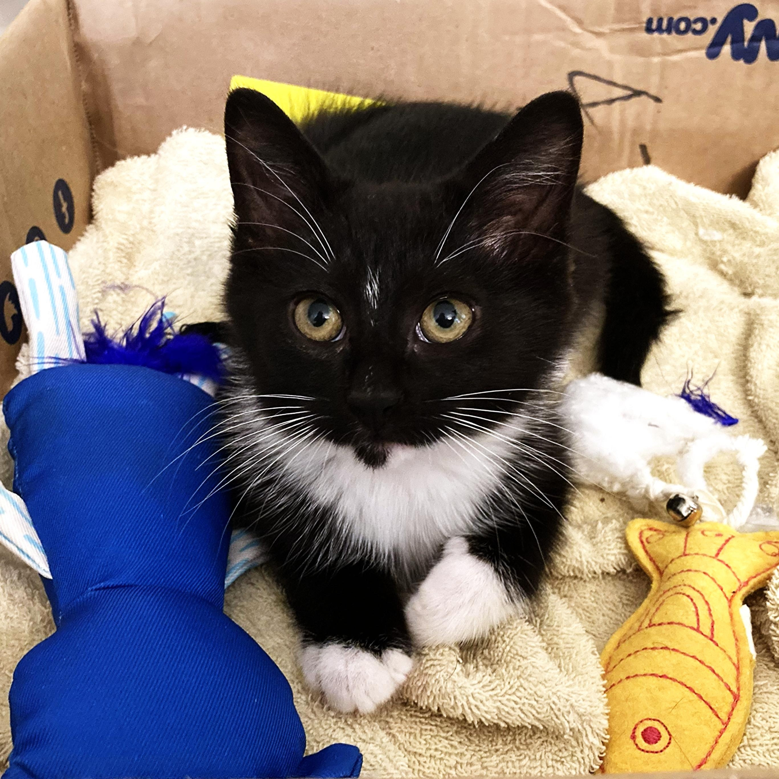Graham, a Adoptable mixed breed in Hyattsville, MD image 3/5