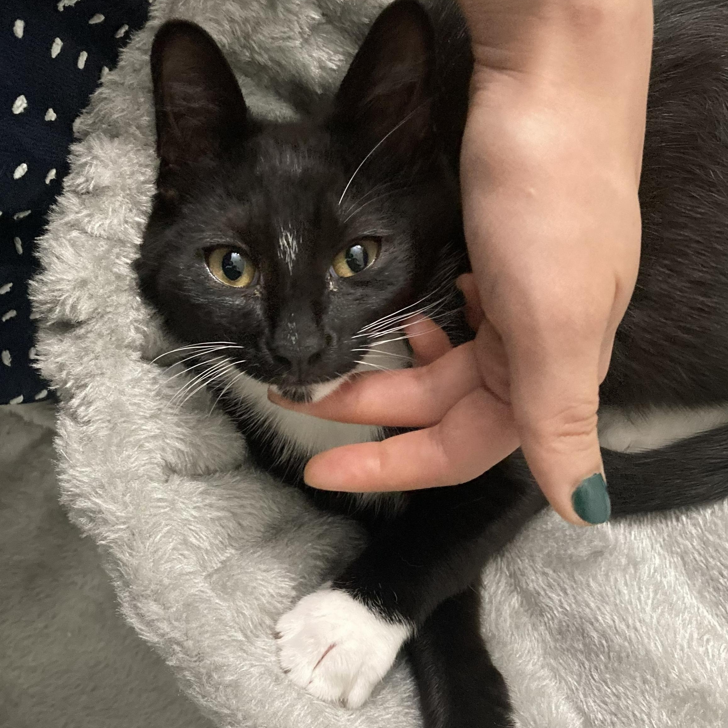 Enlarge Graham, a Adoptable mixed breed in Hyattsville, MD image 3/6