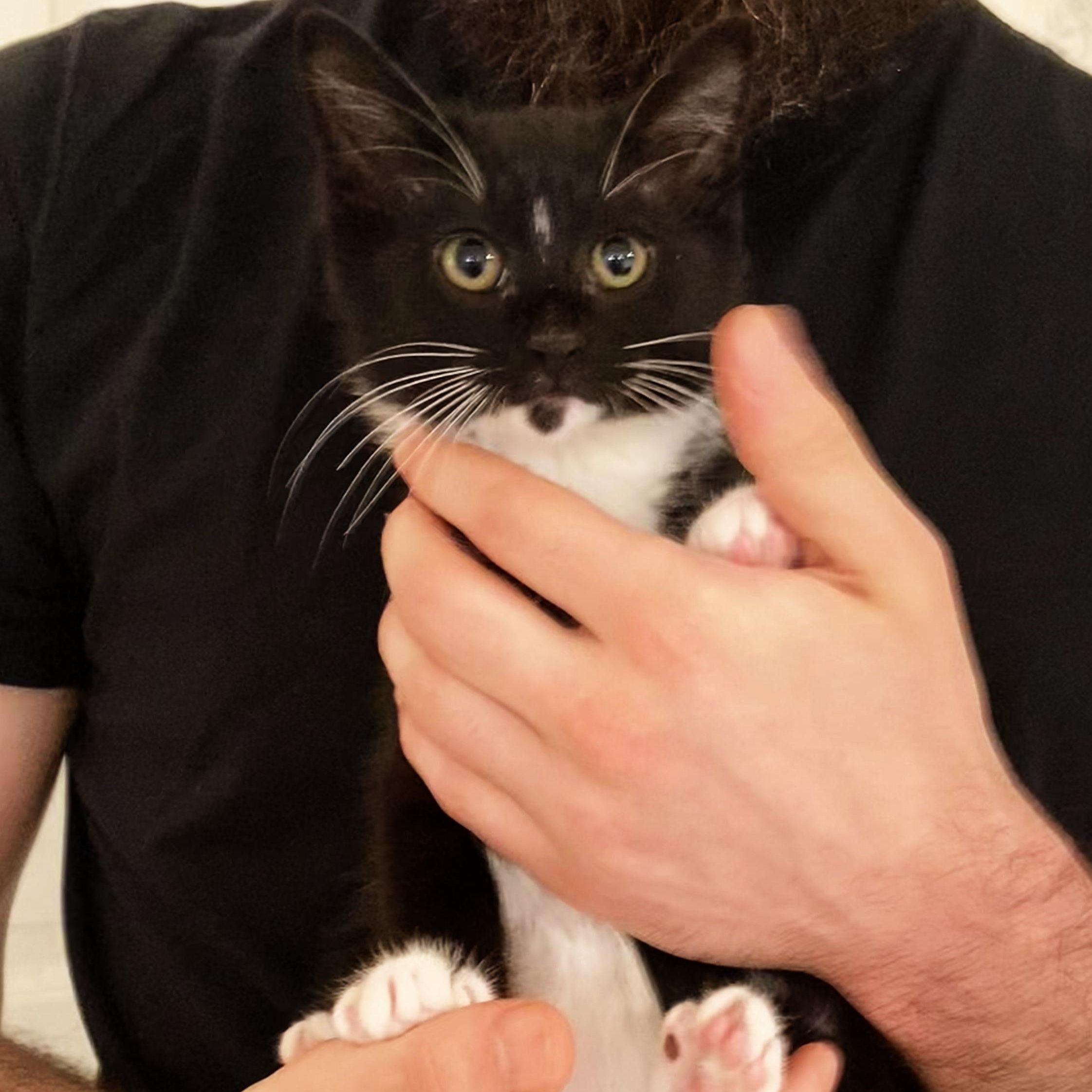 Graham, Adoptable, Kitten Male Tuxedo & Domestic Short Hair.