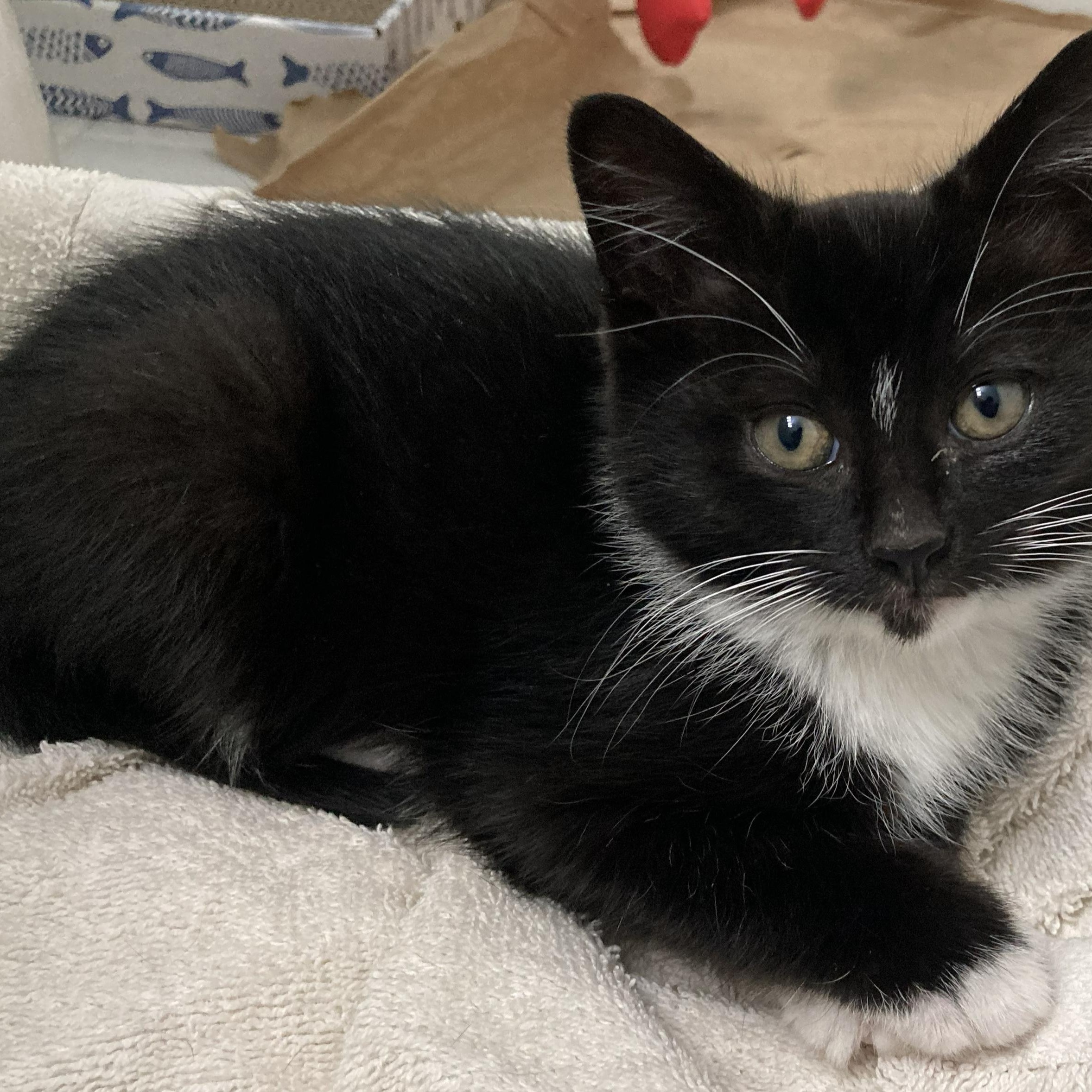 Graham, a Adoptable mixed breed in Hyattsville, MD image 5/5