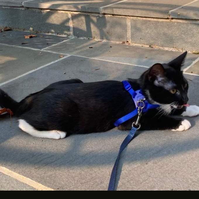 Enlarge Graham, a Adoptable mixed breed in Hyattsville, MD image 4/6