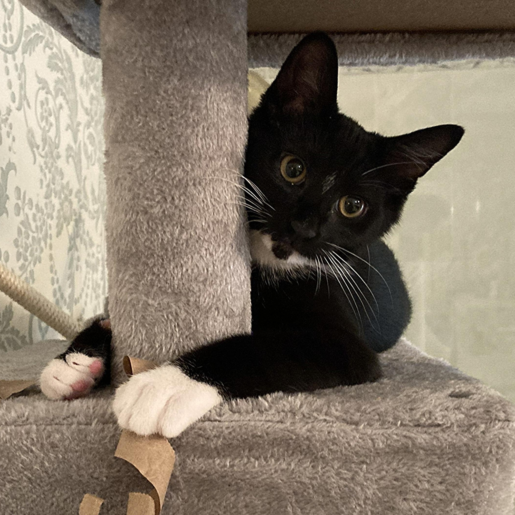 Enlarge Graham, a Adoptable mixed breed in Hyattsville, MD image 5/6