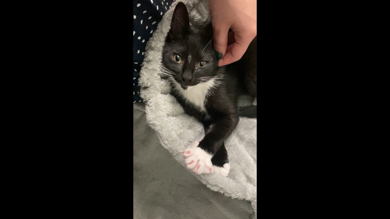 Enlarge Graham, a Adoptable mixed breed in Hyattsville, MD video 2/5