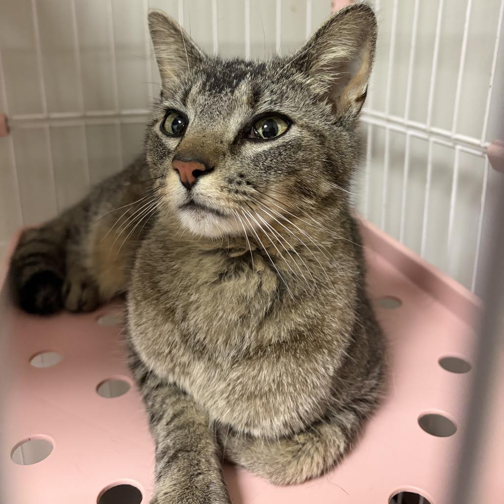 Tippy, a Adoptable Domestic Short Hair in Normal, IL image 1/6