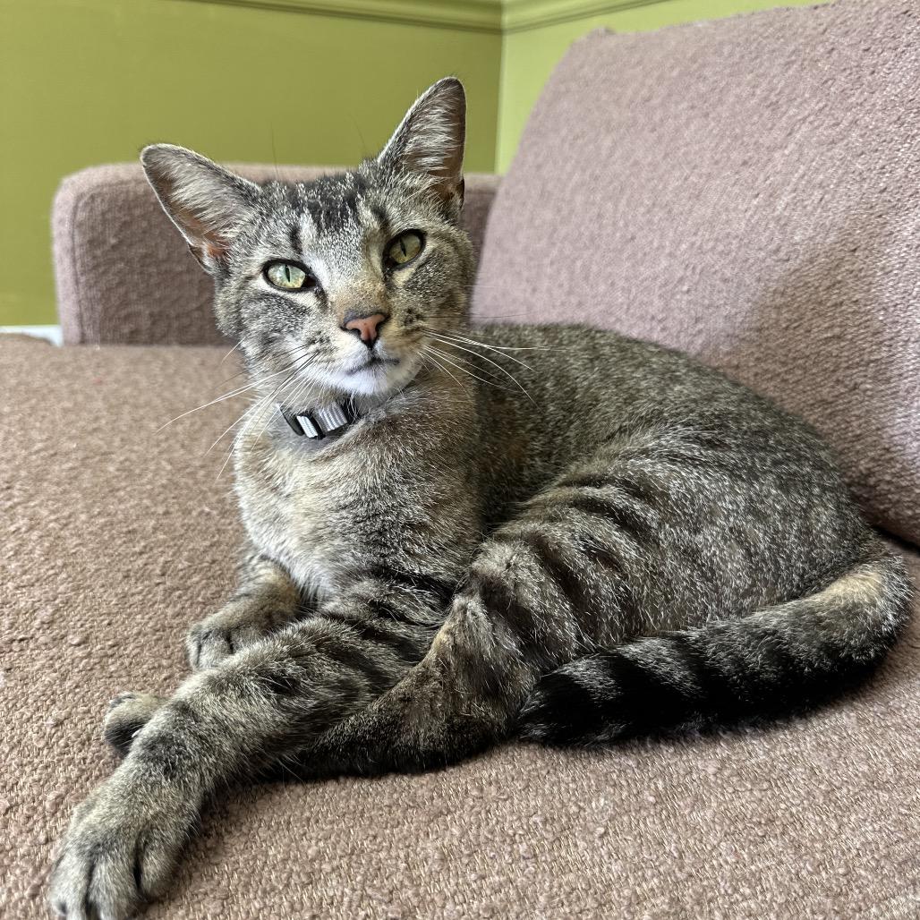 Tippy, a Adoptable Domestic Short Hair in Normal, IL image 2/6
