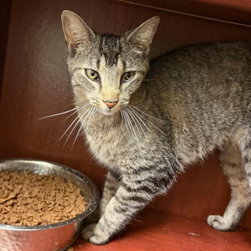 Tippy, a Adoptable Domestic Short Hair in Normal, IL image 3/6