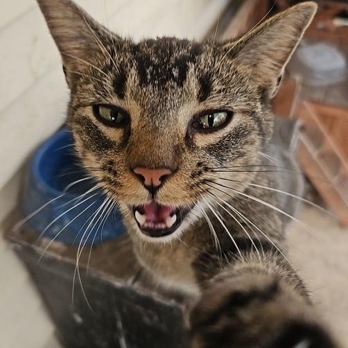 Tippy, a Adoptable Domestic Short Hair in Normal, IL image 4/6