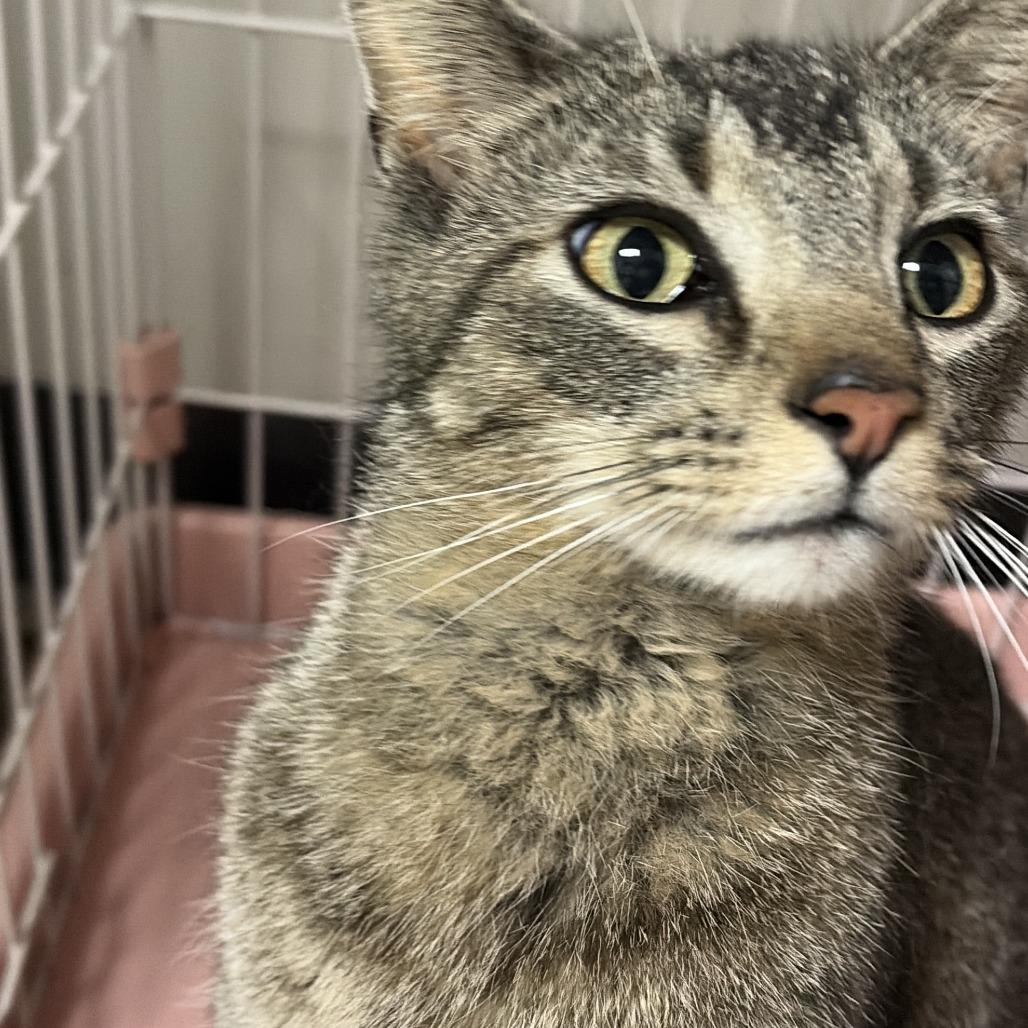 Tippy, a Adoptable Domestic Short Hair in Normal, IL image 5/6