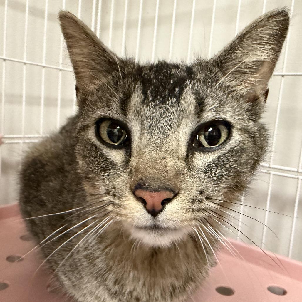 Tippy, a Adoptable Domestic Short Hair in Normal, IL image 6/6