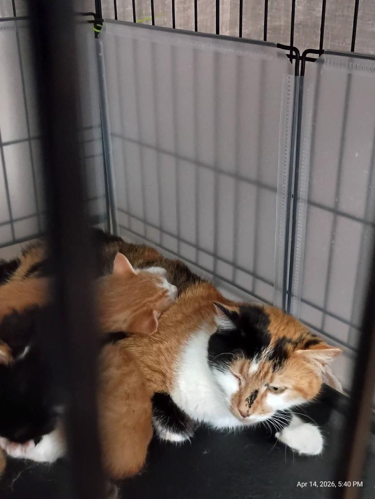 Dyna, Adoptable, Young Female Calico.