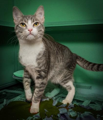 Enlarge BLUE PRINCESS, a Adoptable mixed breed in Cookeville, TN image 1/1