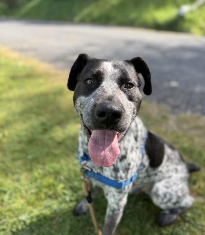 Gus, Adoptable, Adult Male Australian Cattle Dog / Blue Heeler & Labrador Retriever.