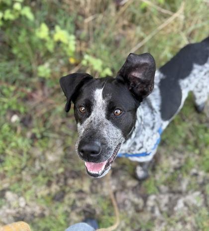 Enlarge Gus, a Adoptable mixed breed in Burlington, WA image 2/3