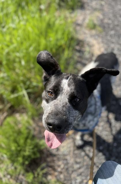 Enlarge Gus, a Adoptable mixed breed in Burlington, WA image 3/3