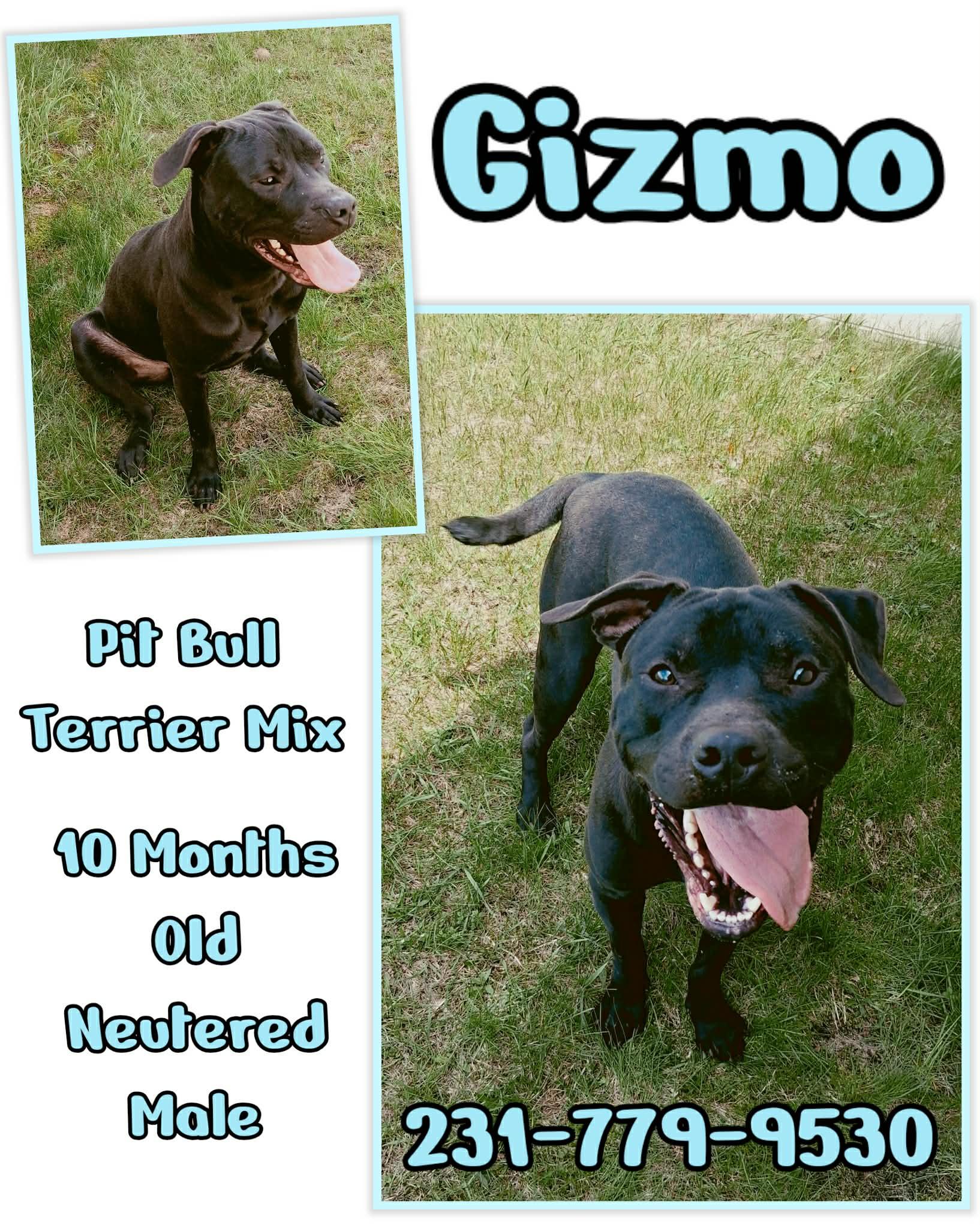 GIZMO, adopted, Puppy Male Pit Bull Terrier.