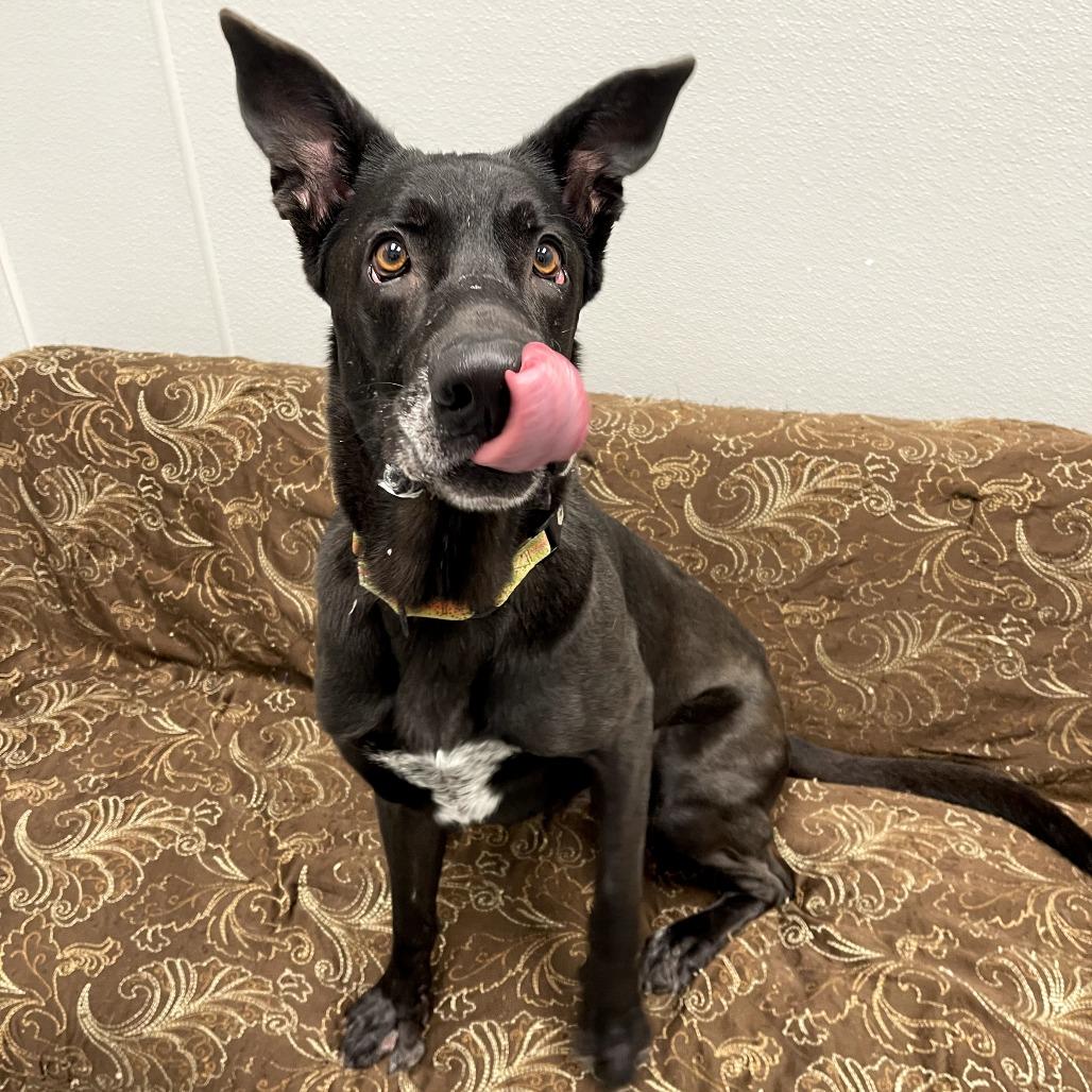 Enlarge Hades, a ADOPTABLE mixed breed in Monticello, IA image 2/6