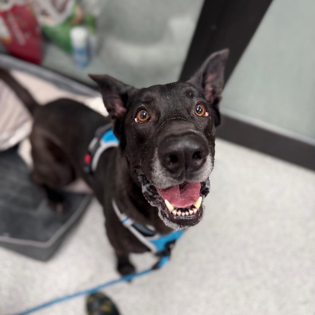 Enlarge Hades, a ADOPTABLE mixed breed in Monticello, IA image 6/6