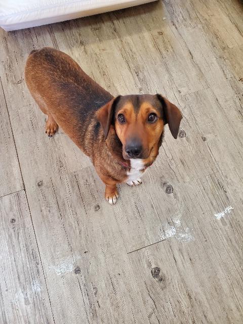 Rascal, Adoptable, Senior Male Terrier.