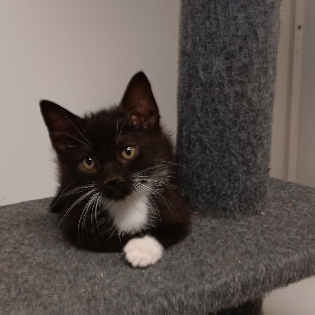 ChaCha, Adoptable, Young Male Domestic Short Hair.