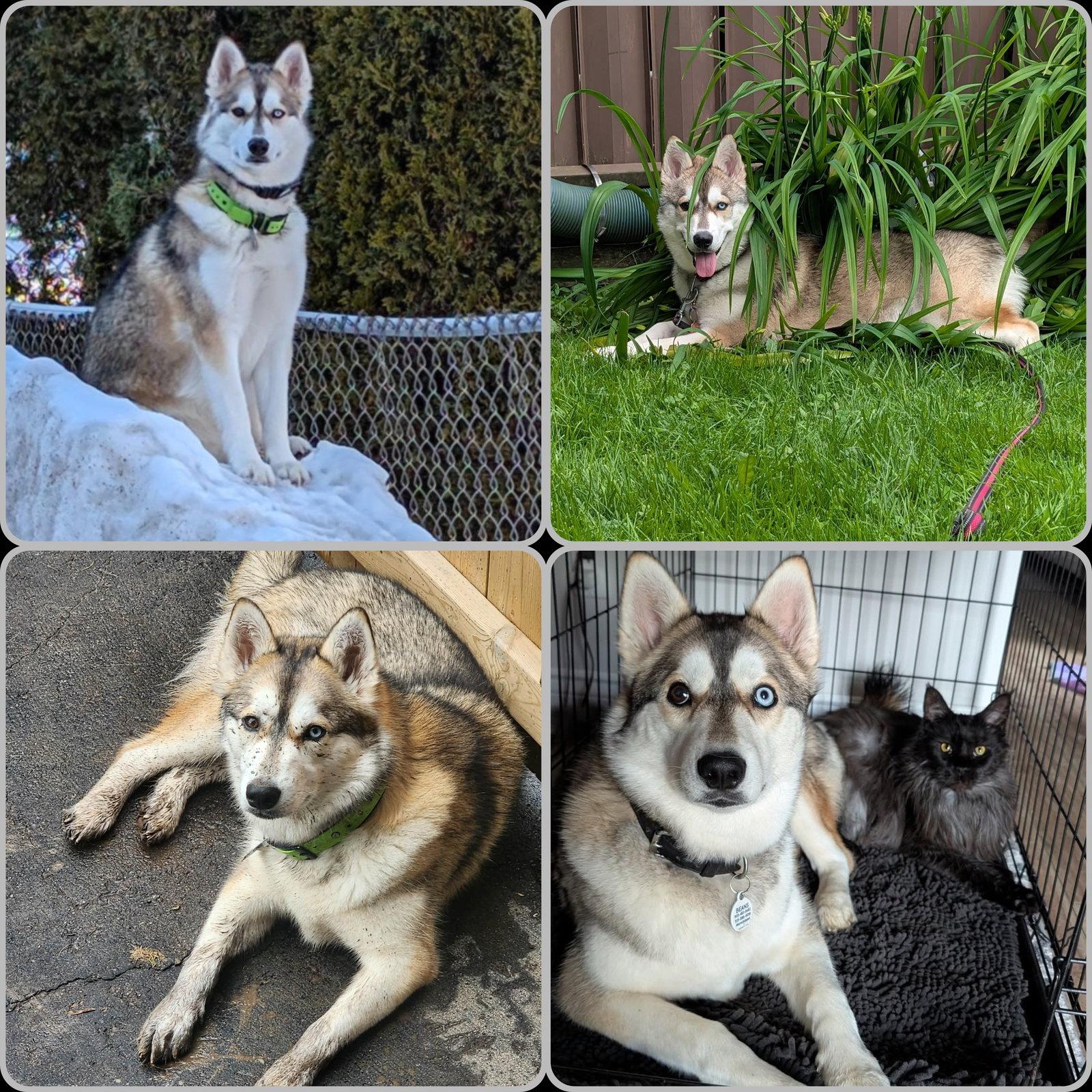 Enlarge Beans, a Adoptable Siberian Husky in Etobicoke, ON image 2/3