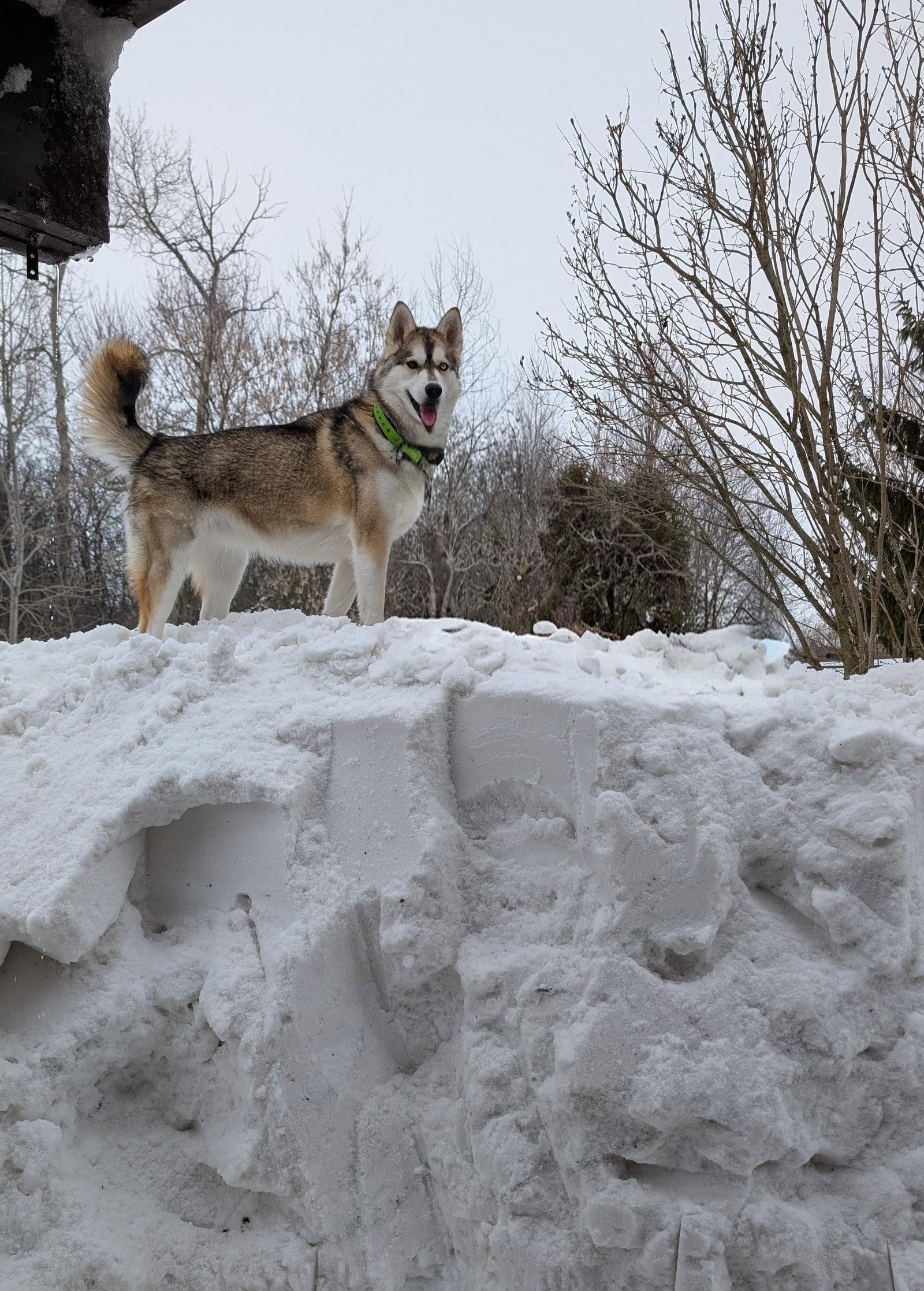 Enlarge Beans, a Adoptable Siberian Husky in Etobicoke, ON image 3/3