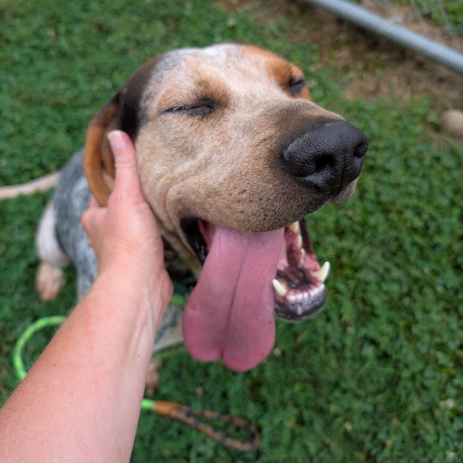 Sherlock, an adoptable mixed breed in West Hartford, CT image 5/6