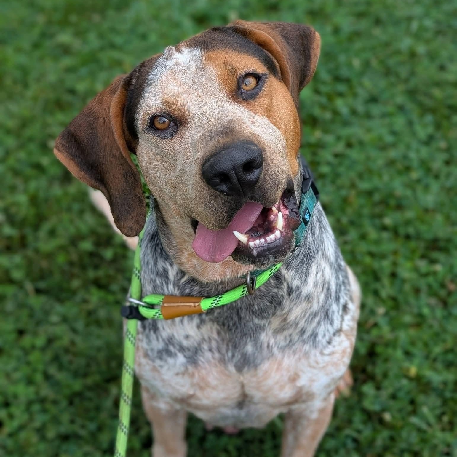 Sherlock, adoptable, Adult Male Coonhound & Bluetick Coonhound.