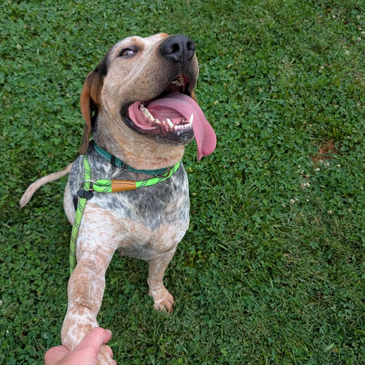 Sherlock, an adoptable mixed breed in West Hartford, CT image 4/6
