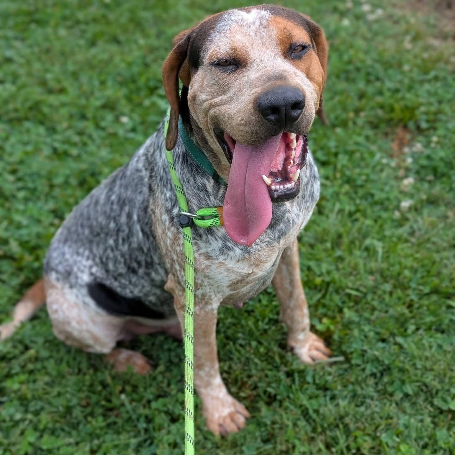 Sherlock, an adoptable mixed breed in West Hartford, CT image 3/6