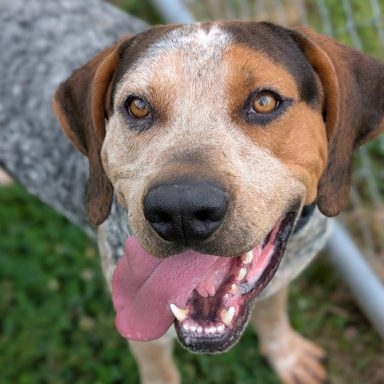 Sherlock, an adoptable mixed breed in West Hartford, CT image 2/6