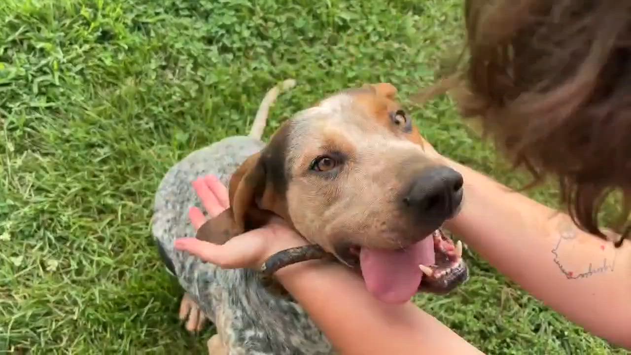 Enlarge Sherlock, an adoptable mixed breed in West Hartford, CT video 6/6