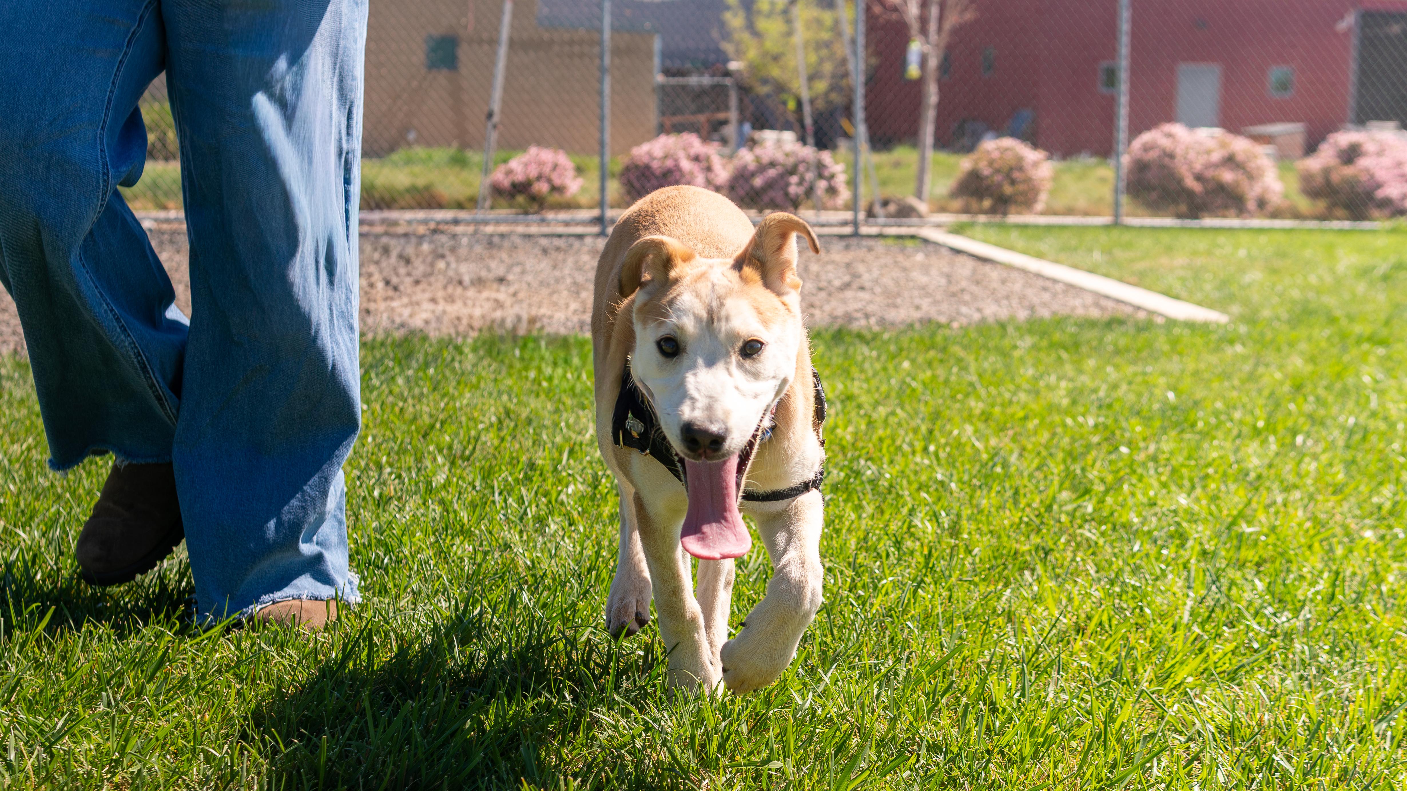 Dorothy, Adopted, Young Female German Shepherd Dog & Labrador Retriever.