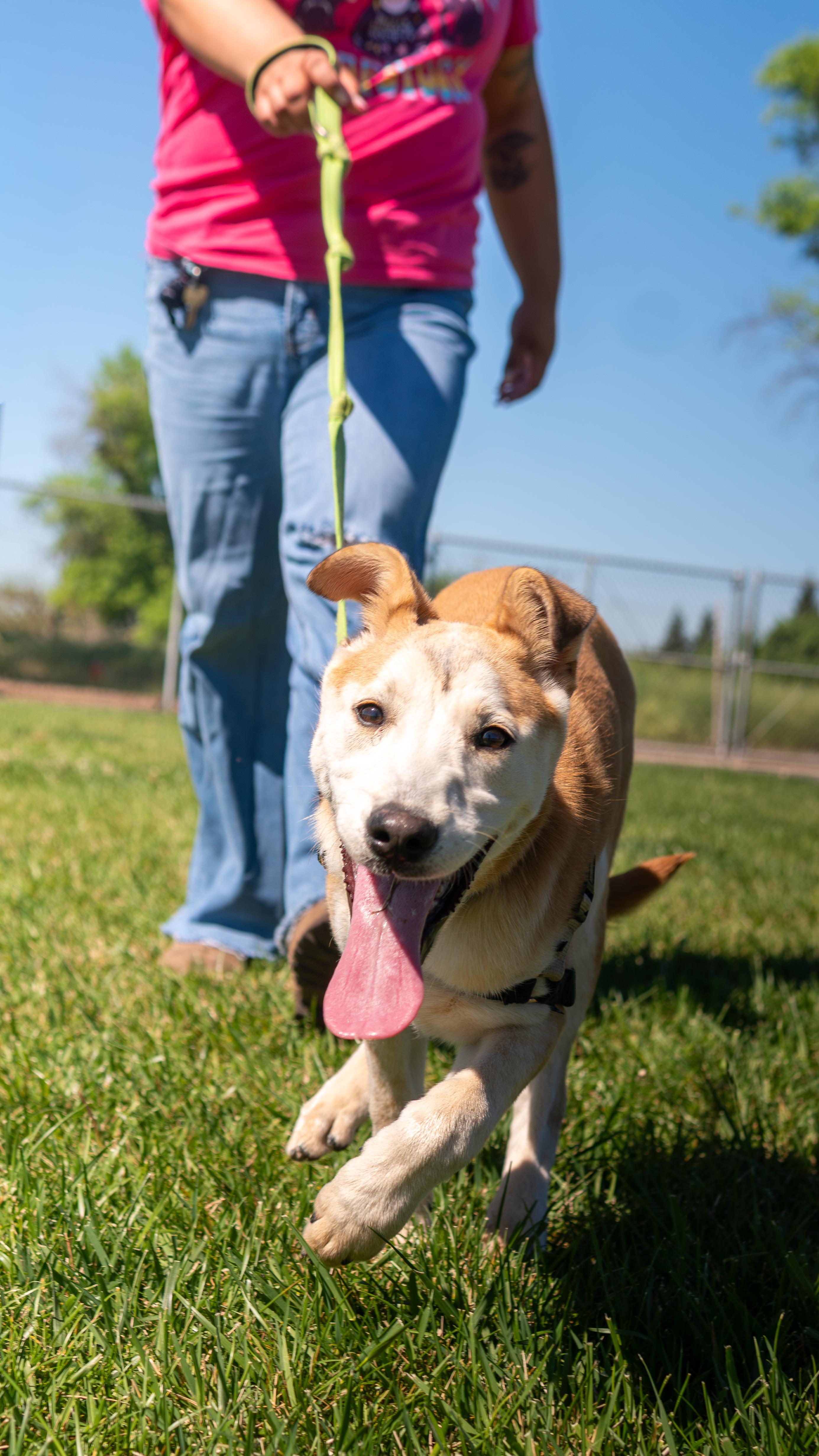 Enlarge Dorothy, a Adopted mixed breed in Chico, CA image 3/5