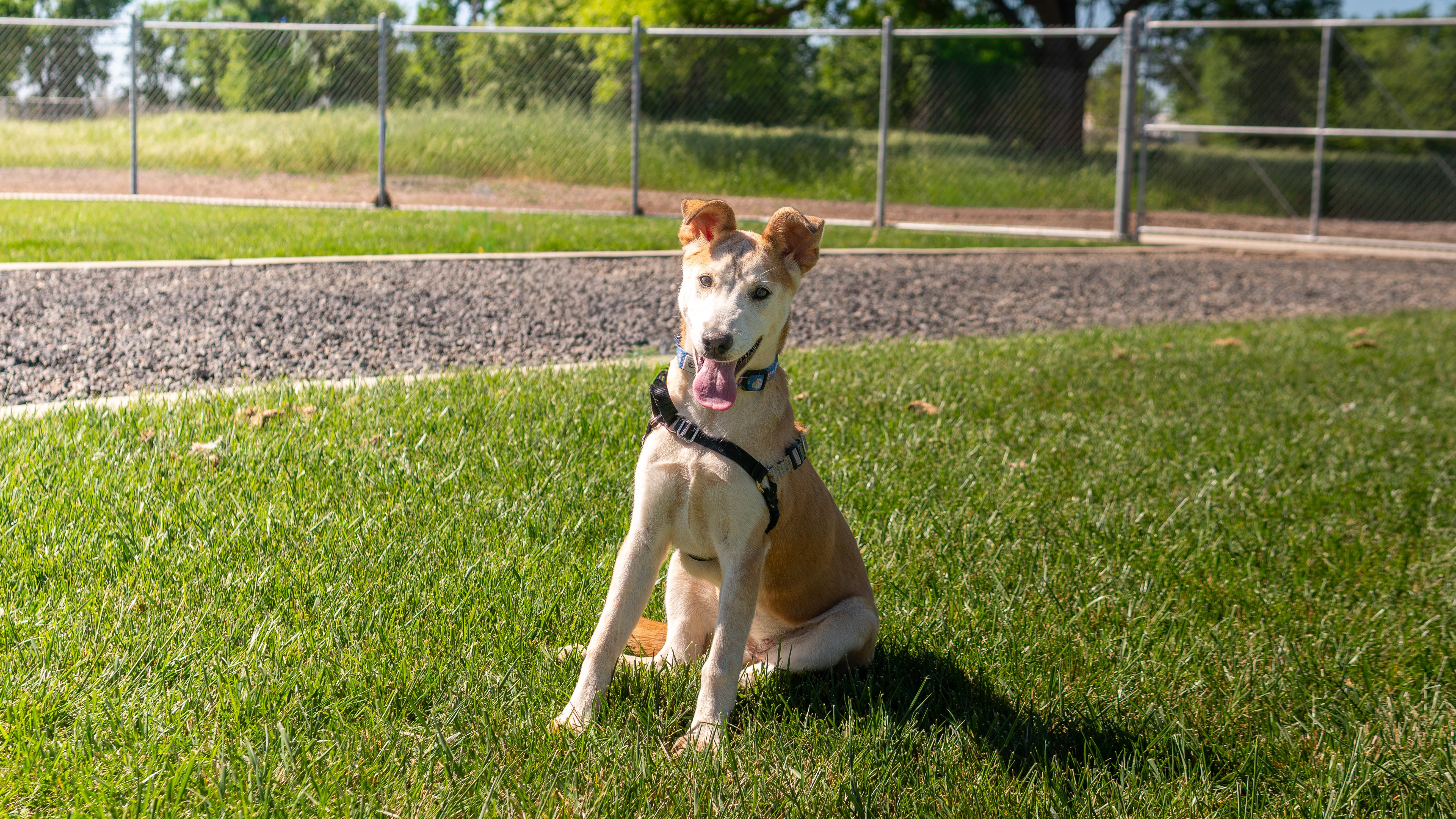 Enlarge Dorothy, a Adopted mixed breed in Chico, CA image 4/5