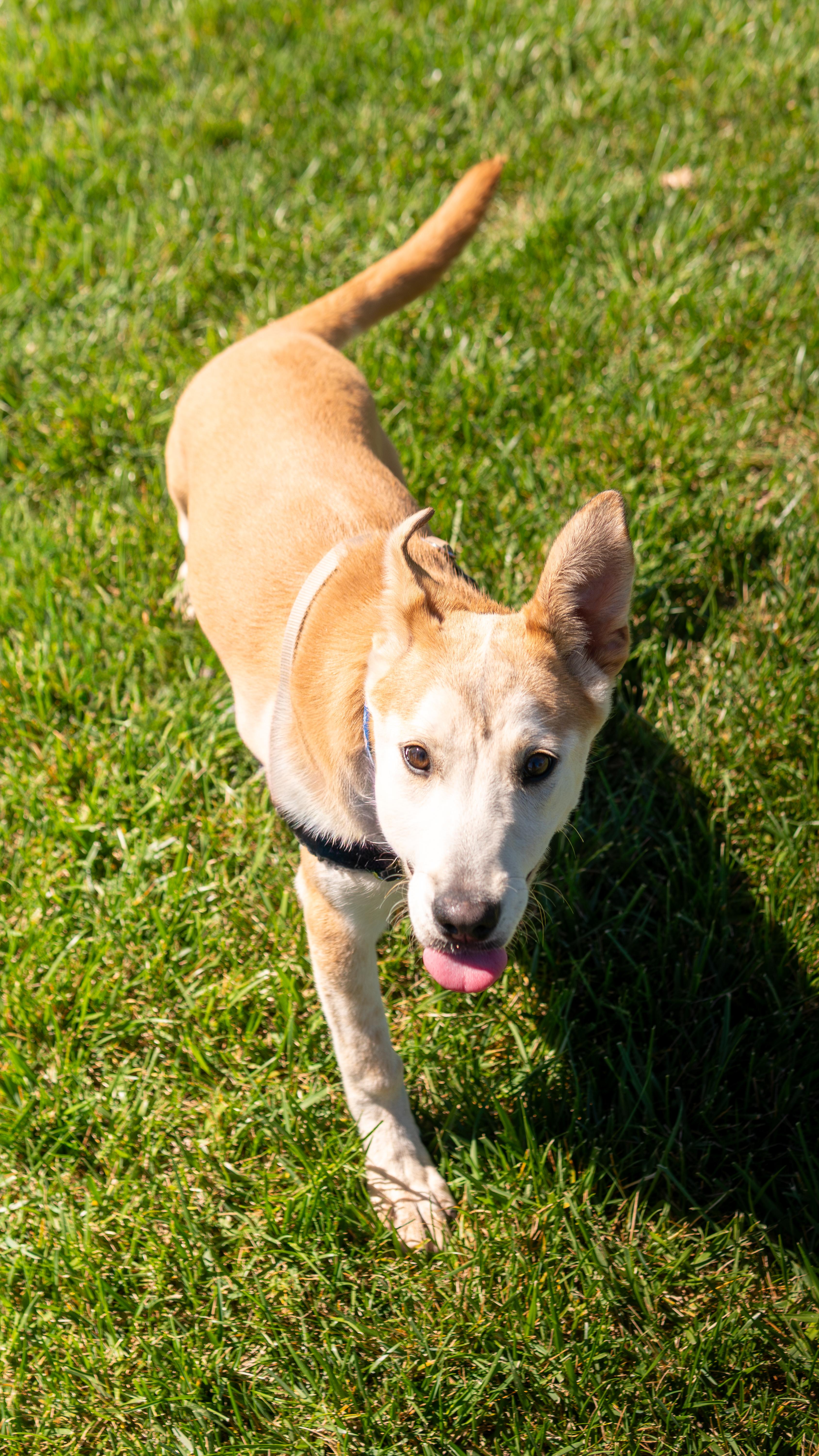 Enlarge Dorothy, a Adopted mixed breed in Chico, CA image 5/5