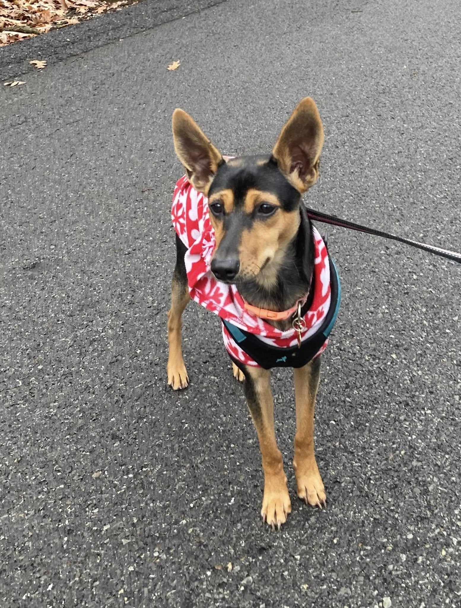 Enlarge Rue, a Adoptable mixed breed in Silver Spring, MD image 5/6