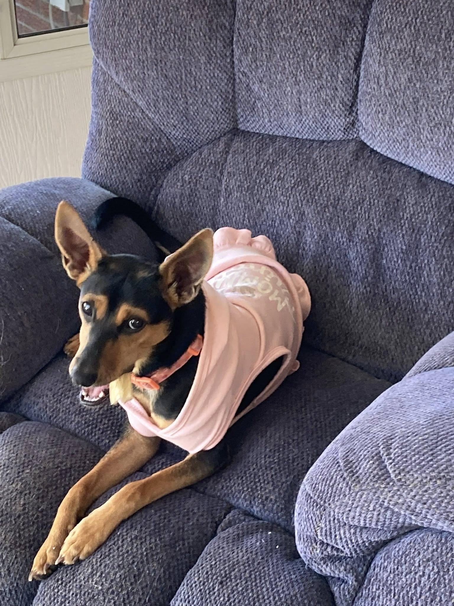 Enlarge Rue, a Adoptable mixed breed in Silver Spring, MD image 6/6