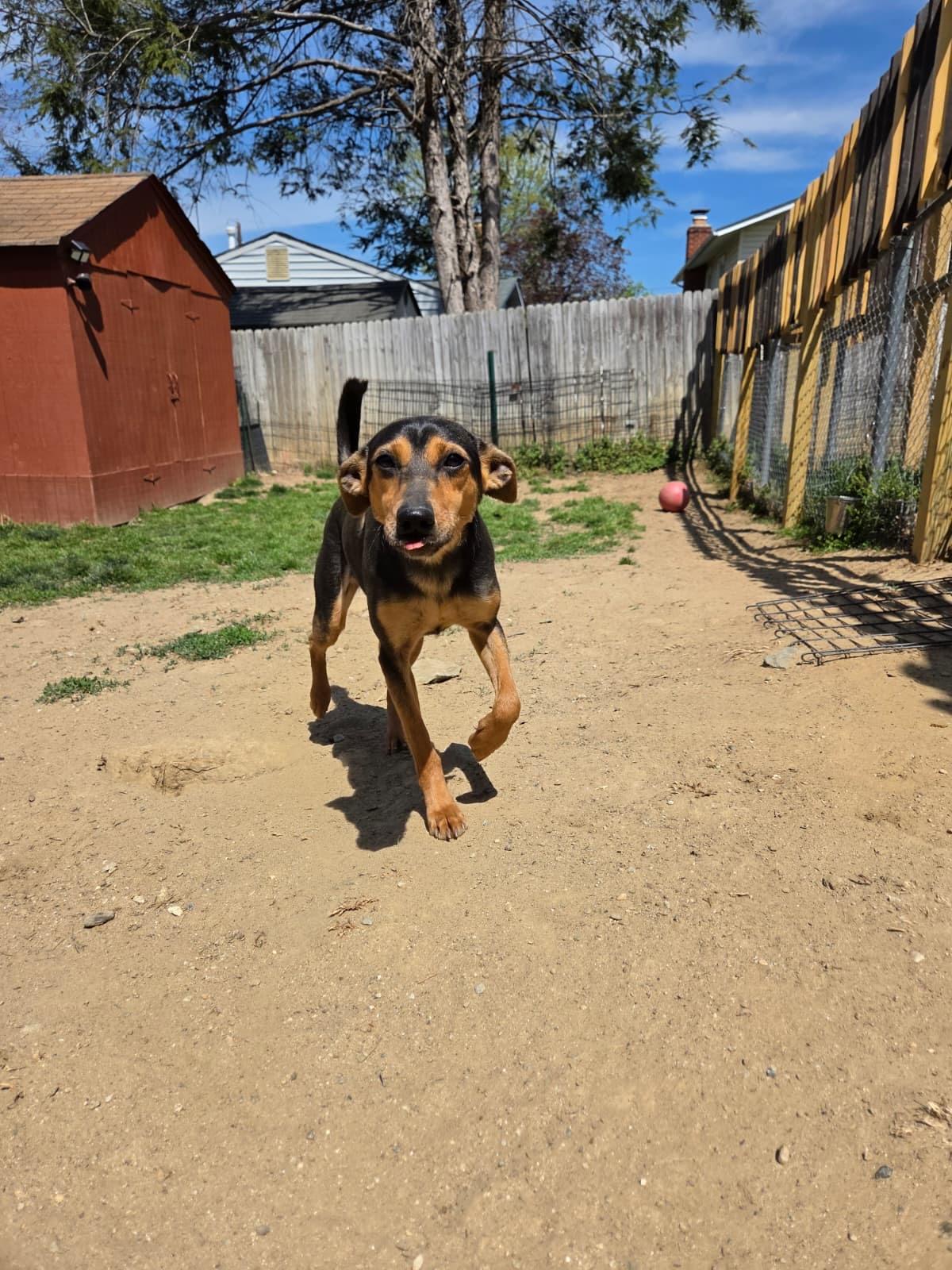 Enlarge Rue, a Adoptable mixed breed in Silver Spring, MD image 4/6