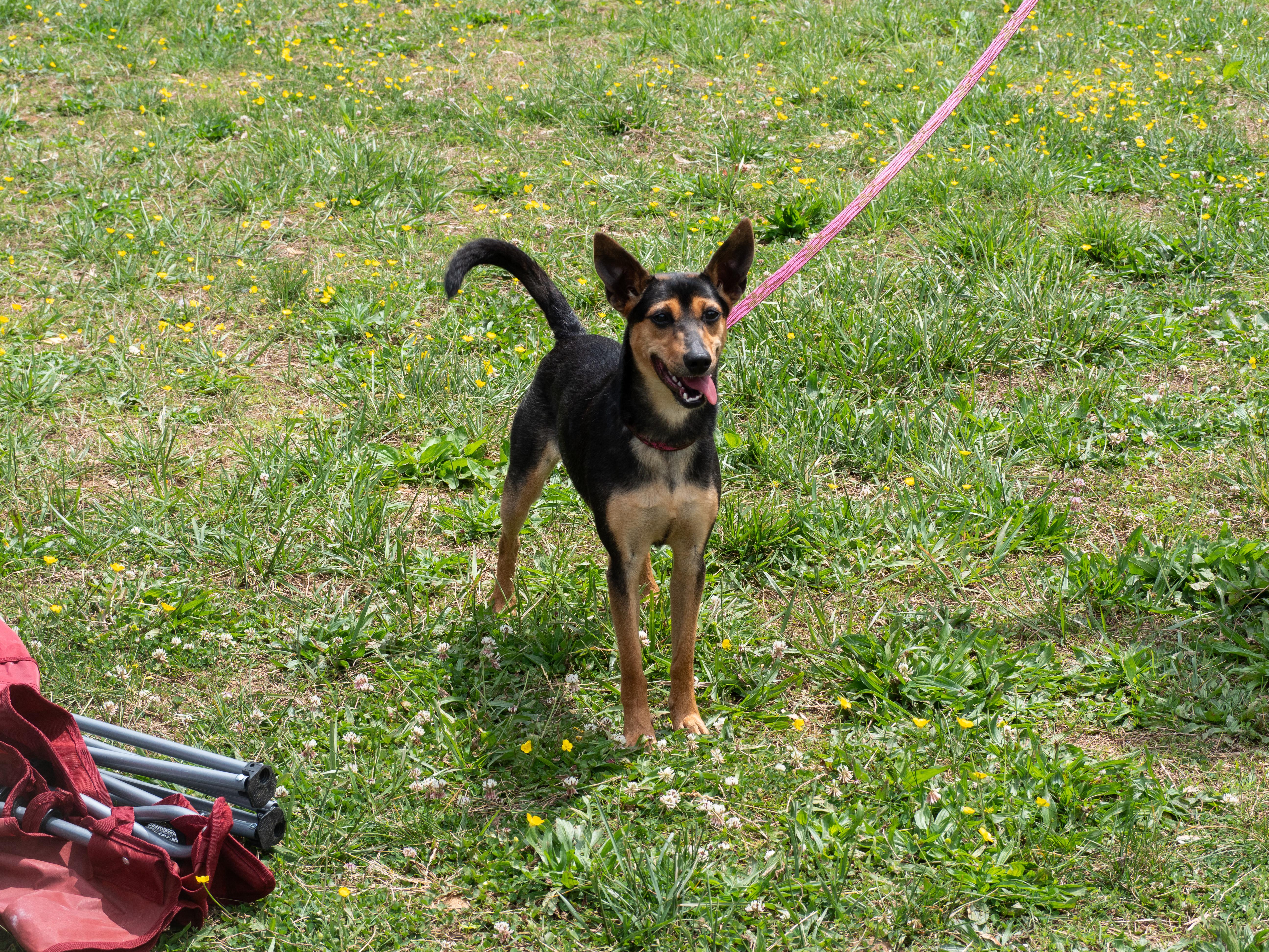Enlarge Rue, an adopted mixed breed in Silver Spring, MD image 6/6