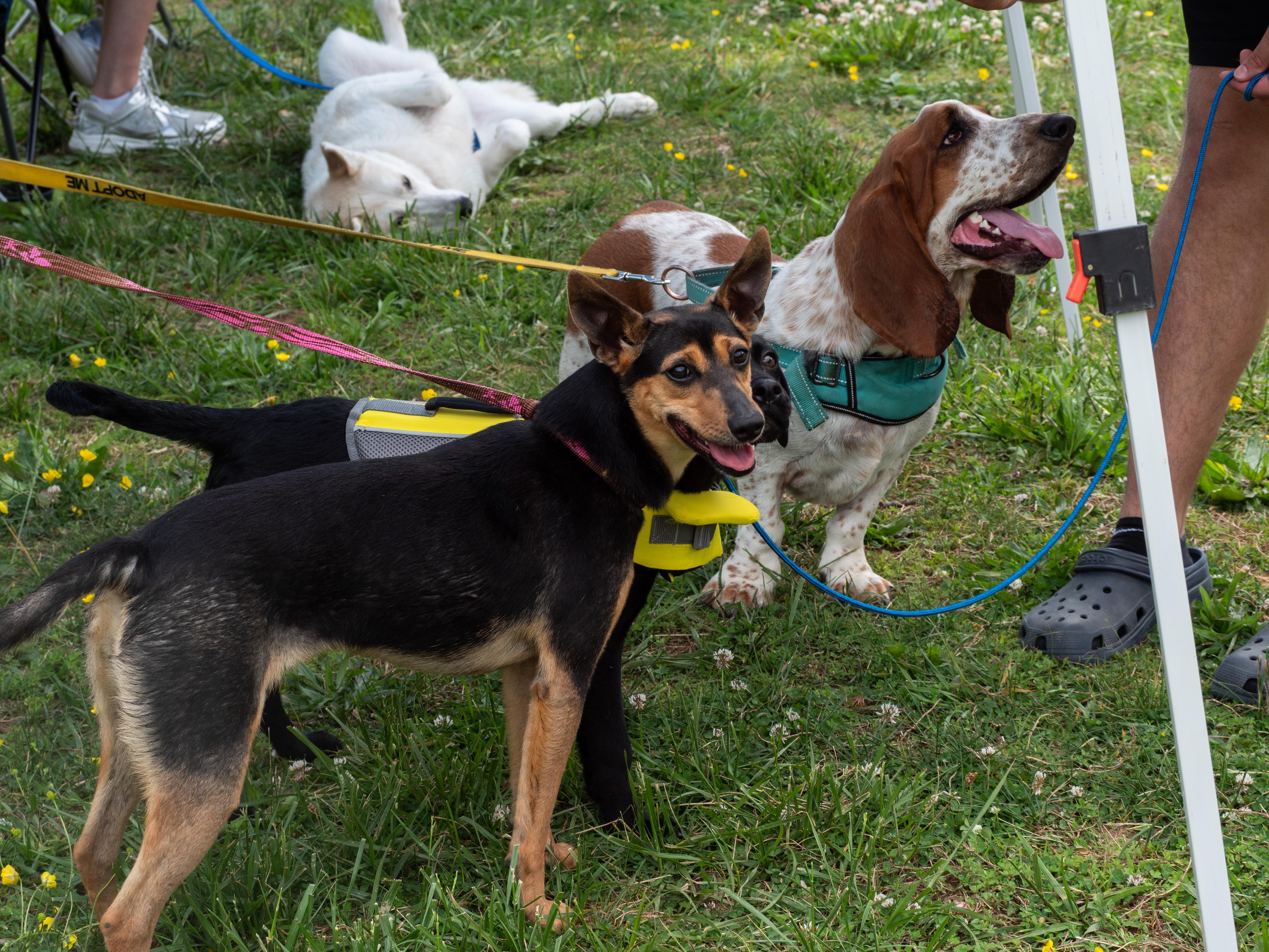 Enlarge Rue, an adopted mixed breed in Silver Spring, MD image 2/6