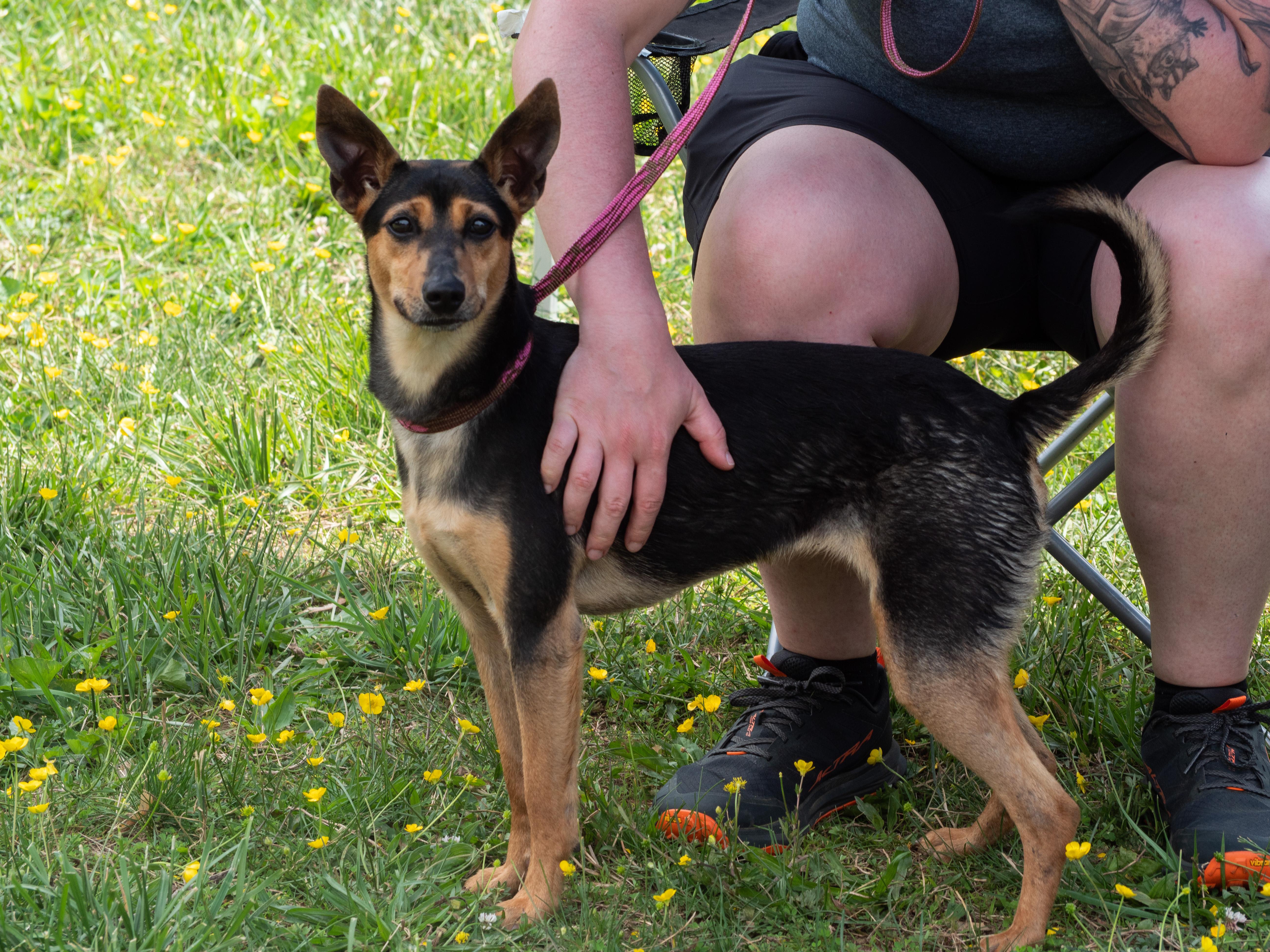 Enlarge Rue, an adopted mixed breed in Silver Spring, MD image 1/6