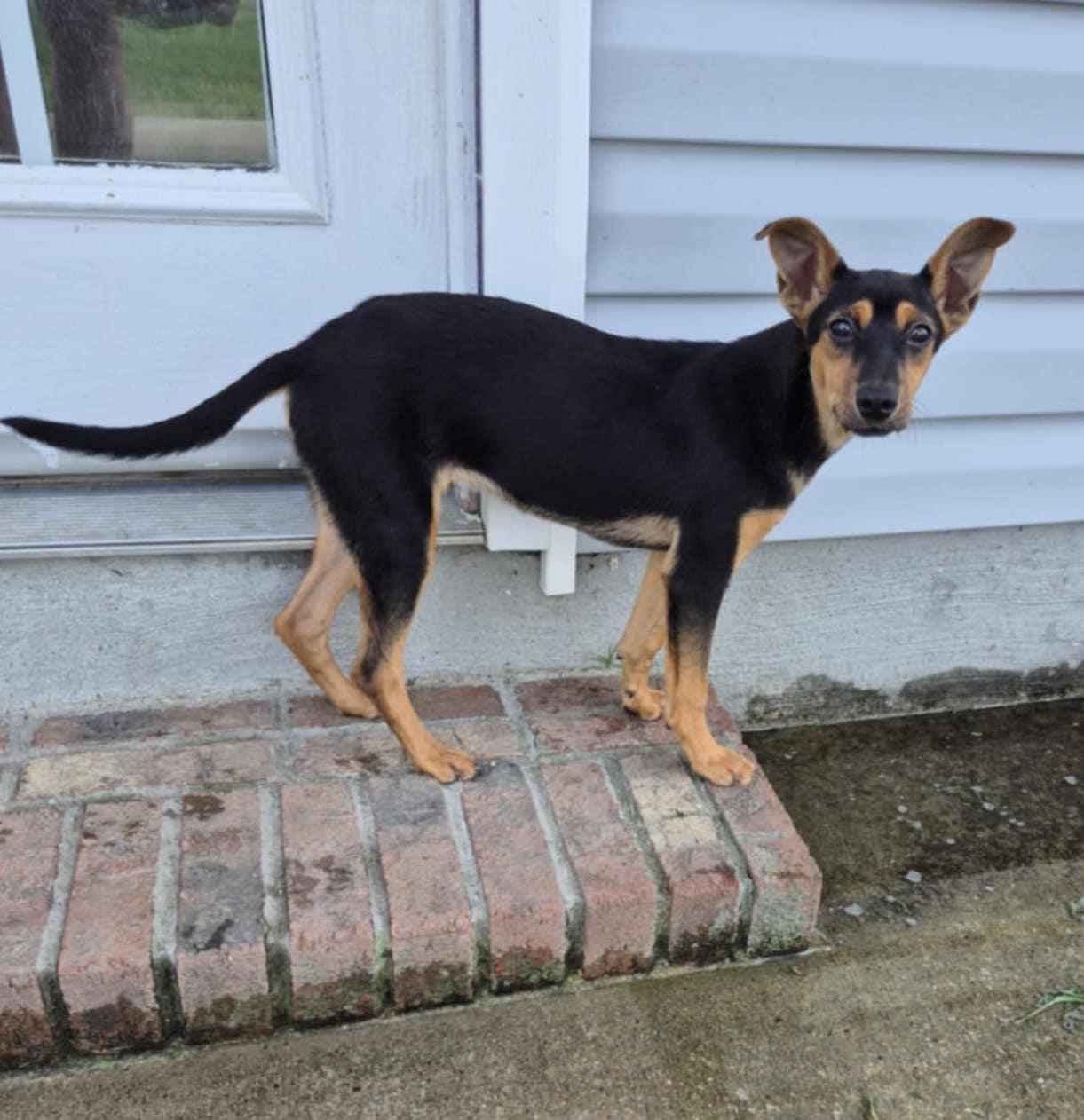 Enlarge Rue, a Adoptable mixed breed in Silver Spring, MD image 2/6