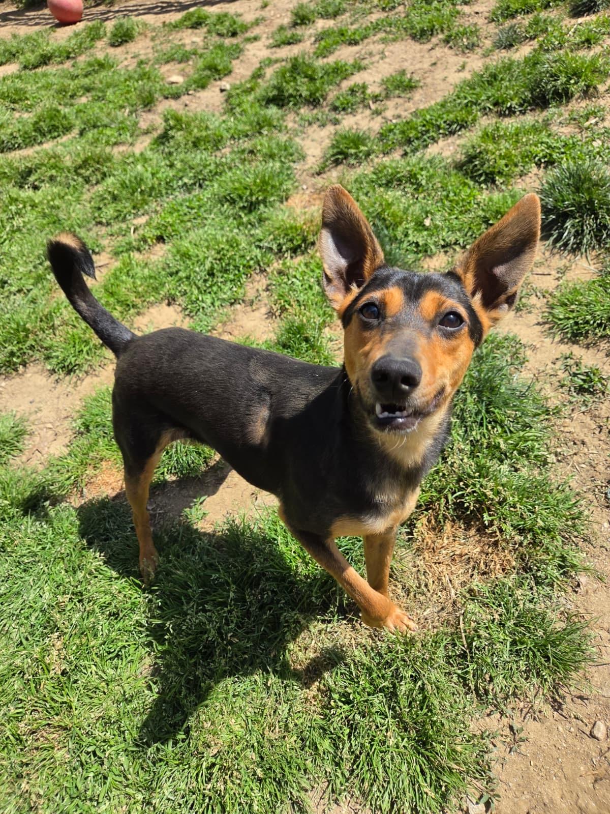 Enlarge Rue, a Adoptable mixed breed in Silver Spring, MD image 6/6