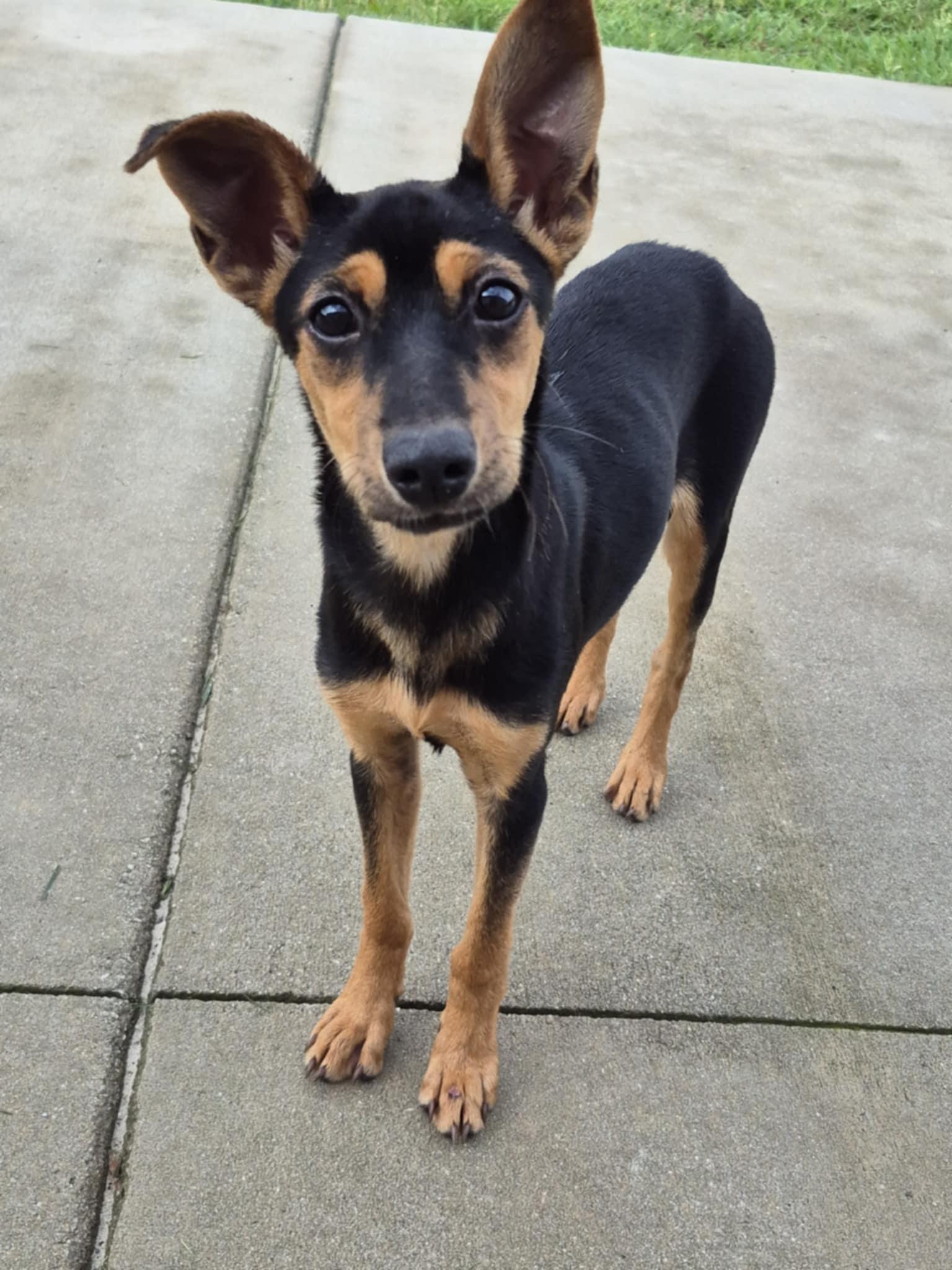 Enlarge Rue, a Adoptable mixed breed in Silver Spring, MD image 1/6