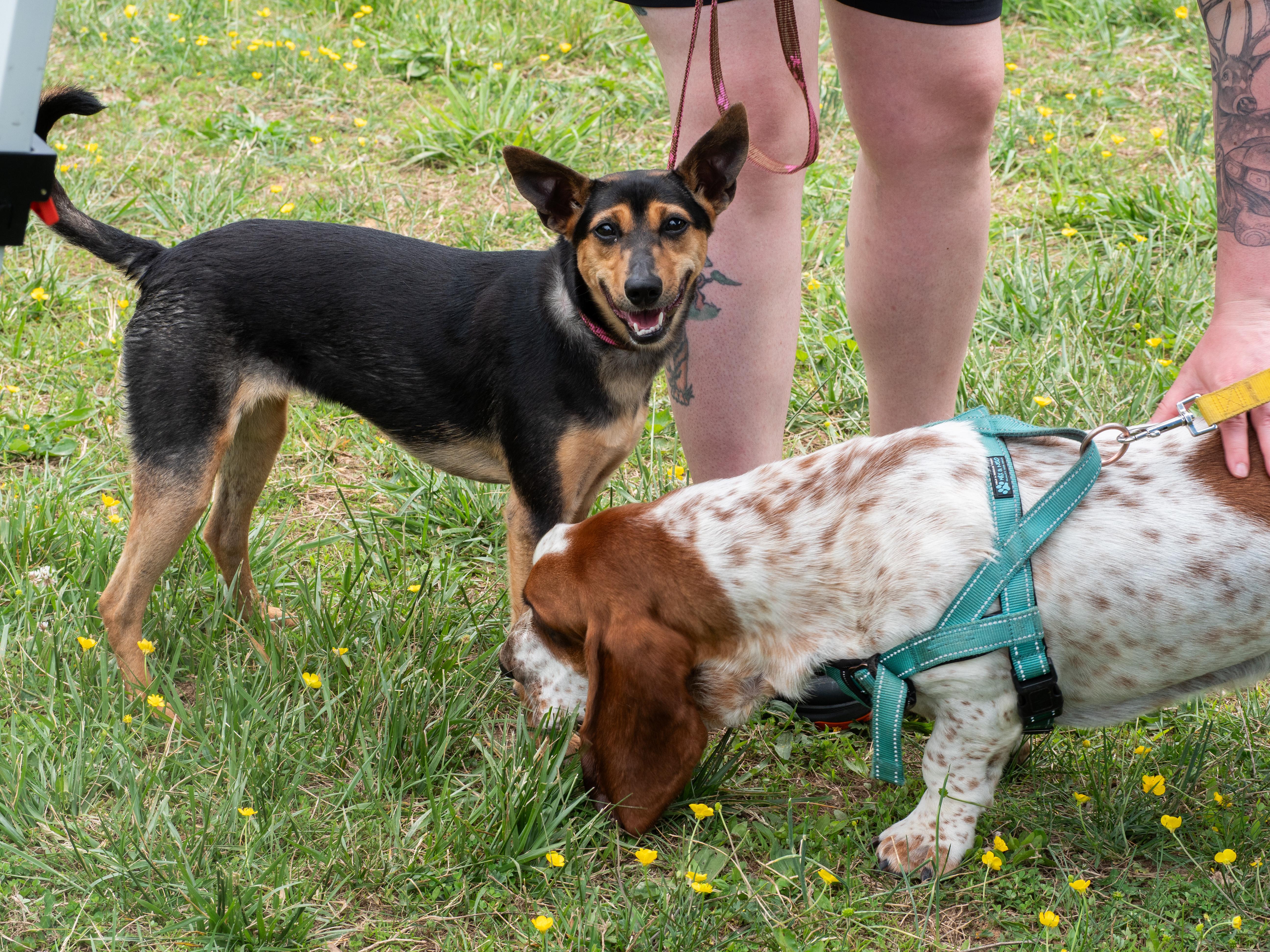 Enlarge Rue, an adopted mixed breed in Silver Spring, MD image 5/6
