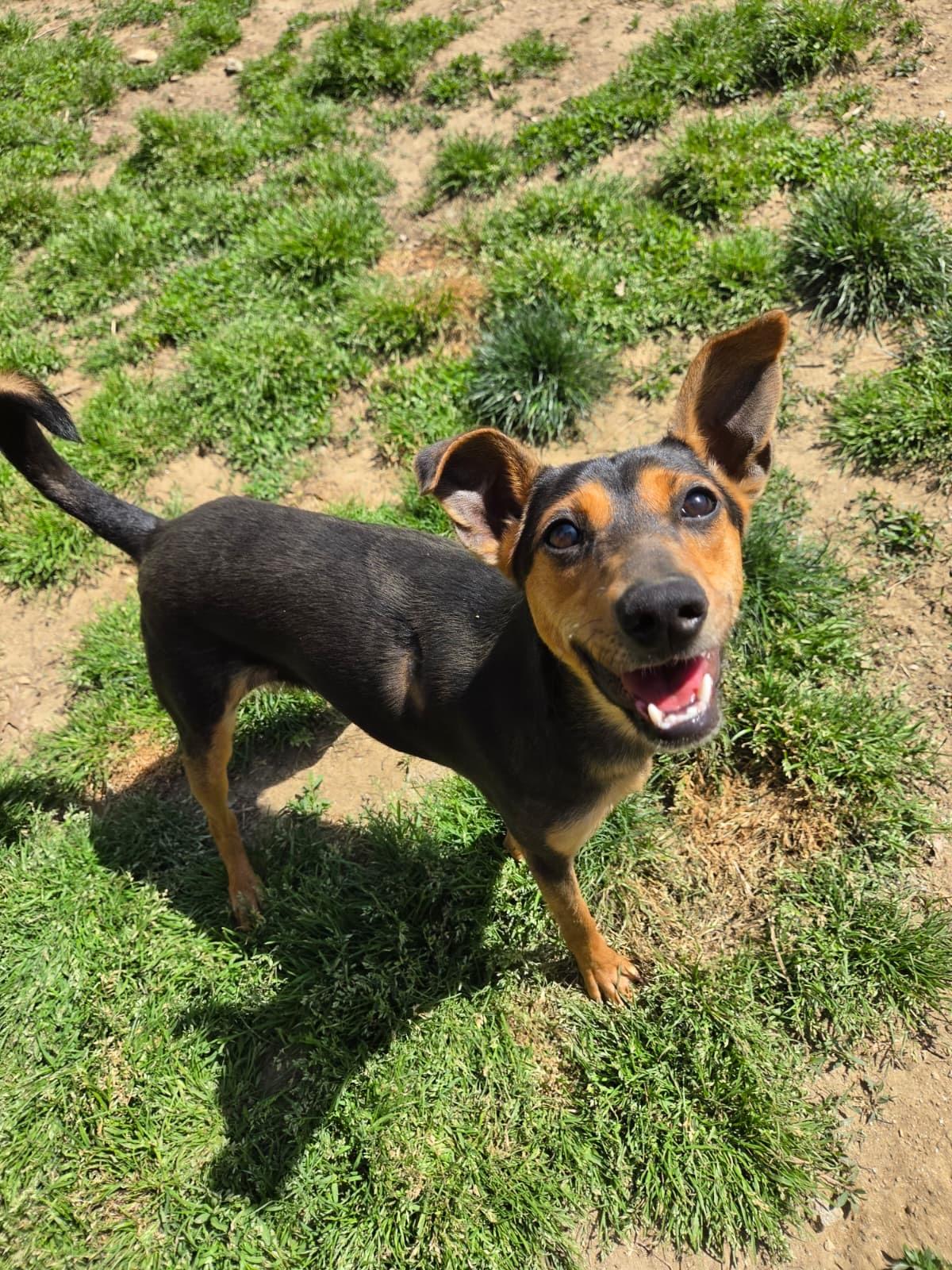 Enlarge Rue, a Adoptable mixed breed in Silver Spring, MD image 1/6