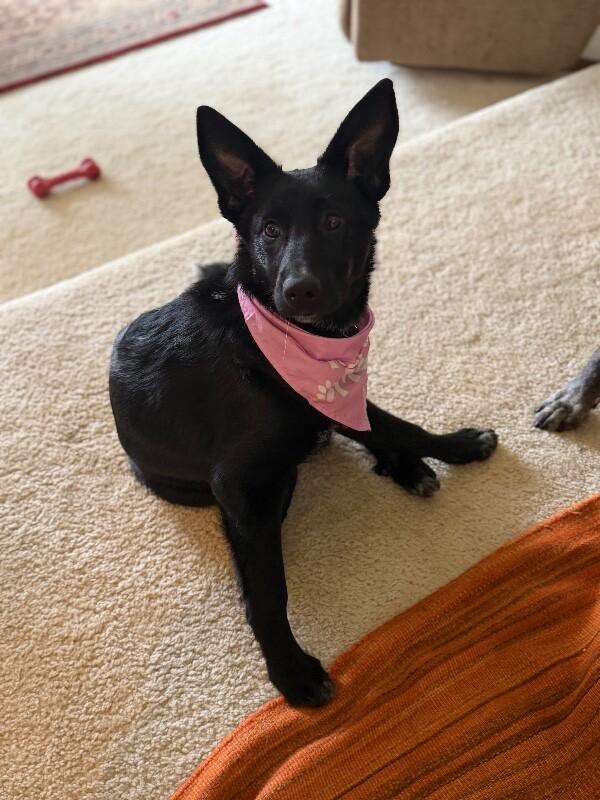 Enlarge Misha, a Adoptable mixed breed in Seattle, WA image 1/3