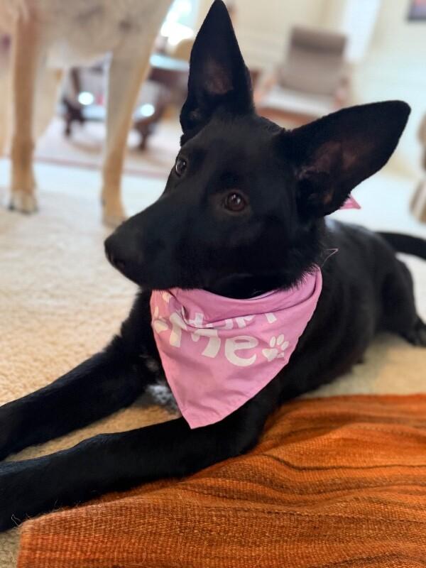 Enlarge Misha, a Adoptable mixed breed in Seattle, WA image 2/3