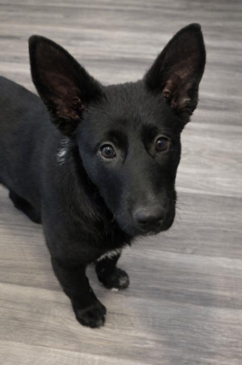 Enlarge Misha, a Adoptable mixed breed in Seattle, WA image 1/4