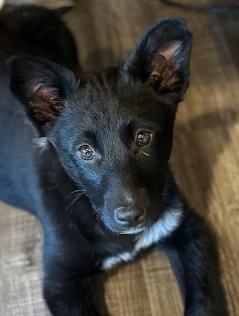 Enlarge Misha, a Adoptable mixed breed in Seattle, WA image 2/4